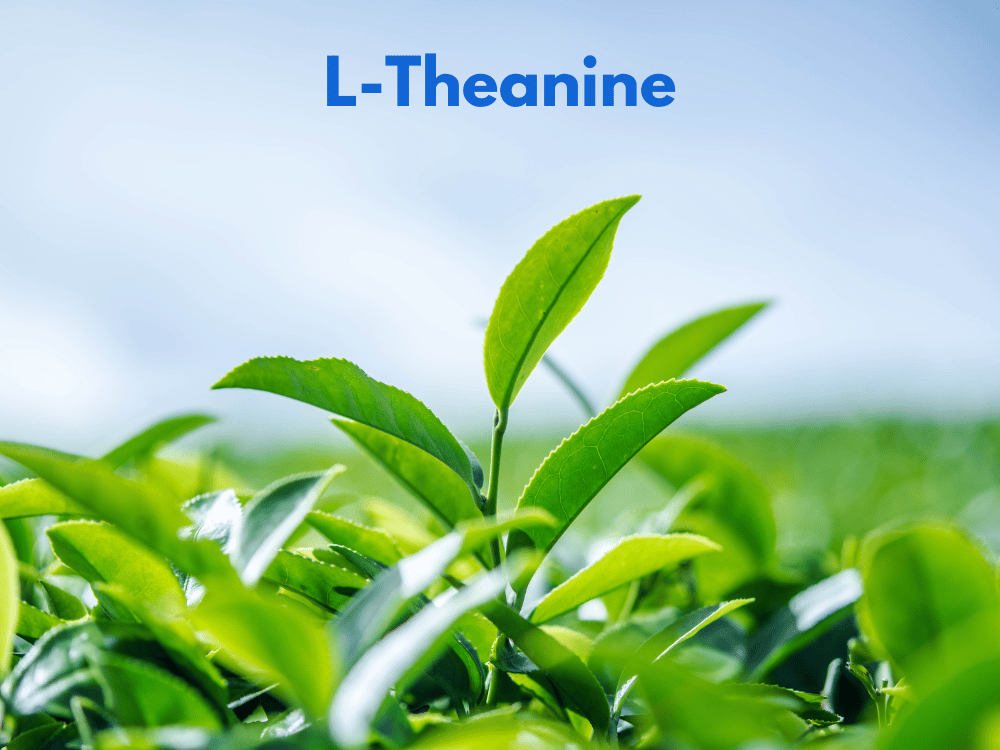 L-Theanine